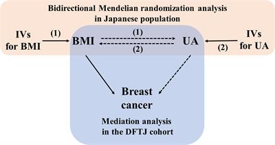 Uric Acid Mediated the Association Between BMI and Postmenopausal Breast Cancer Incidence: A Bidirectional Mendelian Randomization Analysis and Prospective Cohort Study